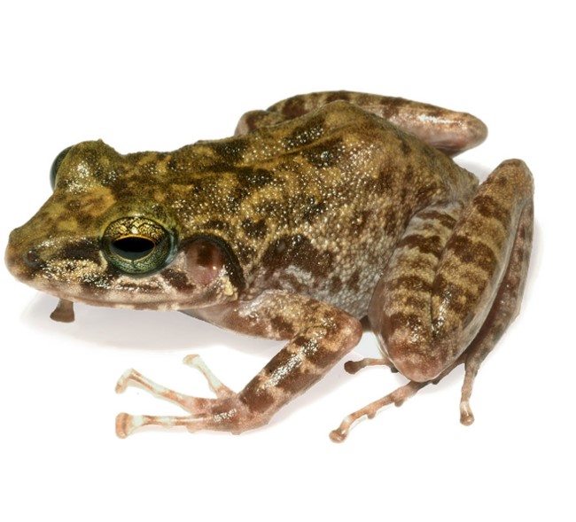 Gigantes Limestone Frog Philippine Clearing House Mechanism